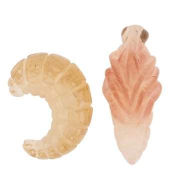 Игрушечная модель насекомого, цикл роста медоносной пчелы