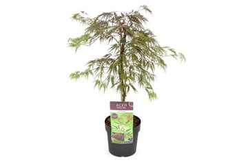 Acer palmatum Inaba-shidare - klon japoński - doniczka 13cm - w30-40cm