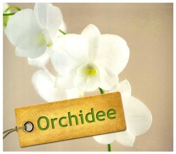 ORCHIDEE PORADY EKSPERTA Folko Kullmann