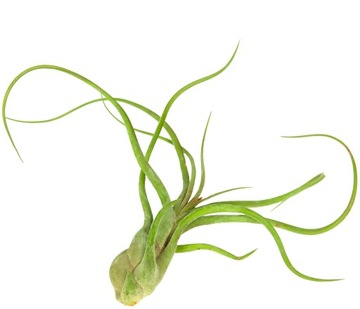 Tillandsia 'Caput Medusae' Oplątwa Egzotyczna -Rośnie BEZ PODŁOŻA Air Plant