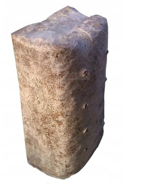 Мицелий вешенки Балот выращивание в домашних условиях и в саду БОЛЬШОЙ мицелий