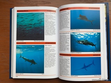 Книга Рыбы Средиземного и Атлантического морей