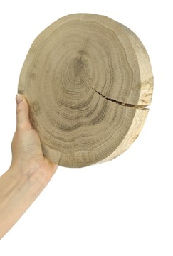 DREWNIANY PLASTER DĘBU 15-20 cm bez kory gr 3,0 cm