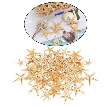 Muszle Mini Rozgwiazdy Rzemiosło Dekoracyjne Naturalne Gwiazdy Morskie 1-5cm 100szt