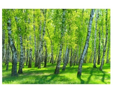 Fototapeta 416x254cm Brzozowy las w słoneczny