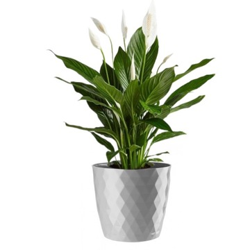 DONICZKA CRISTAL 25 CM SZARA OSŁONKA PLASTIKOWA