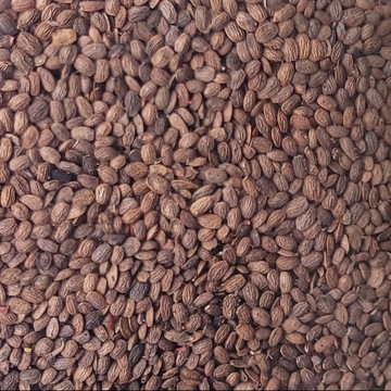 SERADELA POPLON KWALIFIKAT C1 nasiona 1kg