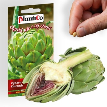 Nasiona warzyw KARCZOCH VERT DE PROVENCE 1g. nasiona PlantiCo