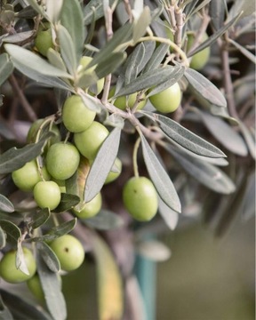 GRECKA OLIWA Z OLIWEK EXTRA VIRGIN PHYSIS OF CRETE ŚWIEŻA 1L 1000ml 0.2