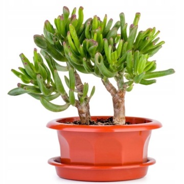 Крассула Овата Голлум Лес в банке Уши Шрека