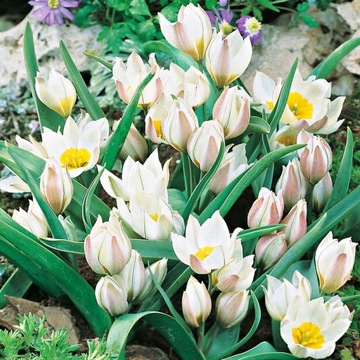 Tulipan Botaniczny Polychroma 5 szt cebulki /152