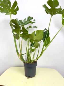 Monstera Deliciosa Duża Odmiana