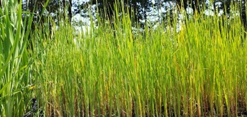 Pałka delikatna Typha gracilis do oczka / stawu