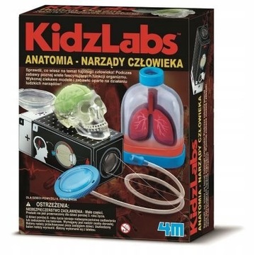 Anatomia - narządy człowieka. Zestaw doświadczalny