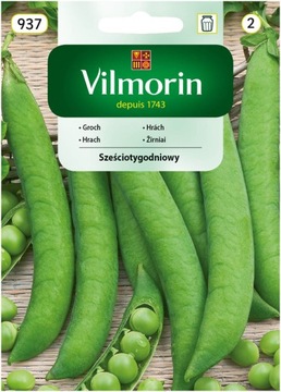 Groch Sześciotygodniowy wczesny VILMORIN 40g
