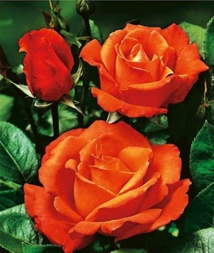 Оранжевая бордюрная роза ароматна.