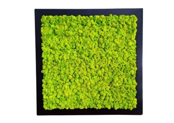 Obraz głęboka rama mech chrobotek kolory 25x25 cm rama z mchem chrobotkiem