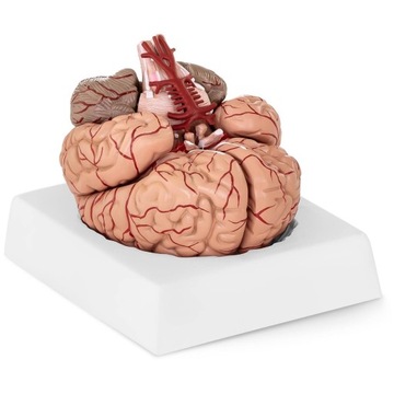 MODEL ANATOMICZNY LUDZKI MÓZG SKŁADANY KOLOROWY