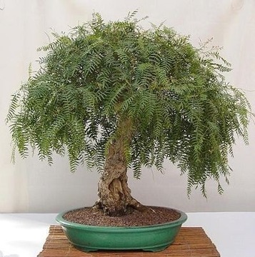PIEPRZ PERUWIAŃSKI (SCHINUS MOLLE) 6 NASION