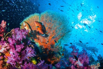 Alphanova Sun СОЛНЕЧНЫЙ СПРЕЙ SPF 50 125г