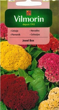 Celozja grzebieniasta Jewel Box
