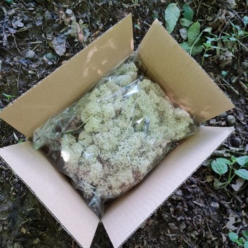 Натуральный олений мох 40г NET!