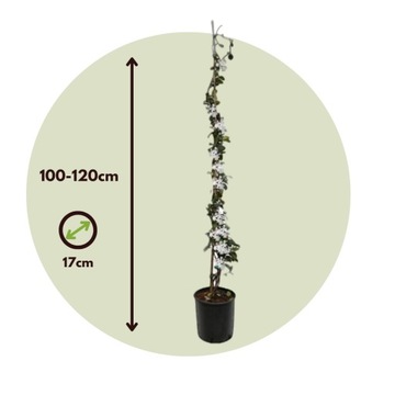 Жасмин XL - Вьющееся растение - Горшок 17 см