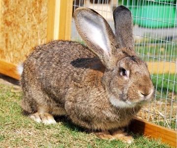 ЭЛЕКТРИЧЕСКАЯ СЕТКА ДЛЯ ЭЛЕКТРИЧЕСКОГО ЗАБОРА ОВЧАРКИ 65см х 50м