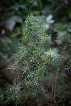 100% гидролат можжевельника от польского ликеро-водочного завода DZIKIE DOBRO.