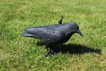 КРУК ОТПУСКАТЕЛЬ ПТИЦ, ГОЛУБИ, НАЧИНКИ, XXL