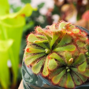 Субстрат ТОРФ для насекомоядных росянок