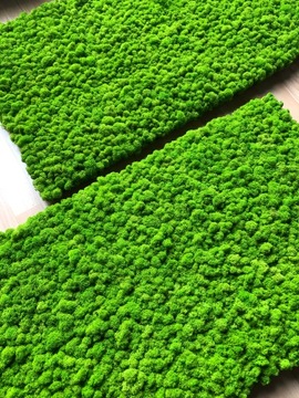 Panel z mchu Chrobotka fińskiego PREMIUM! Obraz