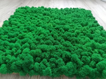 Настенное панно из мха ПРЕМИУМ, 50х50 см