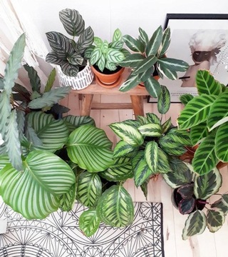 Nawóz do MONSTERA CALATHEA Aplikator szybki wzrost