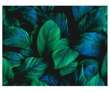 Fototapeta 368x280cm liście Spathiphyllum