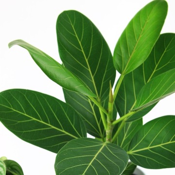 Ficus benghalensis AUDREY Fikus bengalski rozm. M