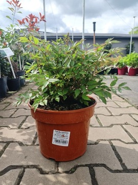 Astilbe arendsii Younique Pink - Tawułka Arendsa C3