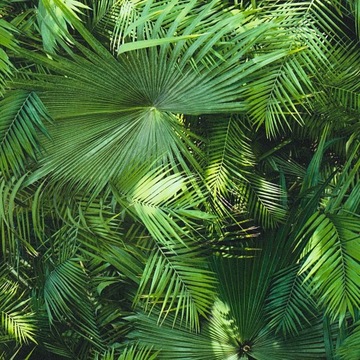 TAPETA ZMYWALNA ZIELONA DRACENA LIŚCIE