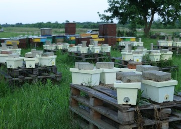 Matki Pszczele Buckfast UNASIENNIONE