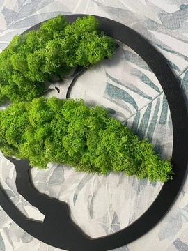 Дерево жизни Bonsai Moss Chrobotek 40см