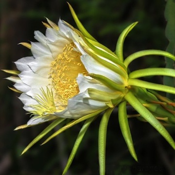 Hylocereus undatus PITAJA Dragonfruit
