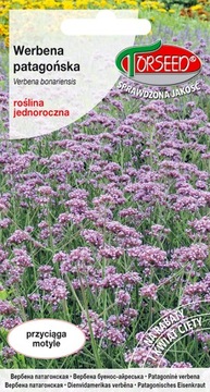WERBENA PATAGOŃSKA LILIOWA NASIONA