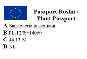САНСЕВИЕРИЯ МАСОНИАНА Сансевиерия с массивными листьями, размер M