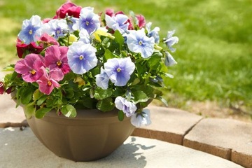 КОМПЛЕКСНОЕ УДОБРЕНИЕ КОМПО ДЛЯ ФИКУСА МОНСТР БАНАНА Бланк ФИЛОДЕНДРОНА ШЕФЛЕРЫ