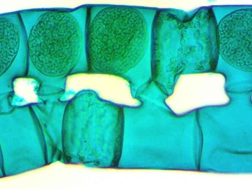 DLT-Cam Basic 2-мегапиксельная камера для микроскопа с USB 2.0