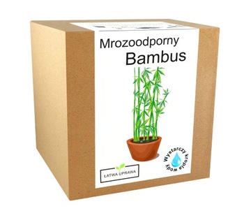 Zestaw do uprawy BAMBUS Mrozoodporny BARDZO ODPORNY -20 wysoki nasiona duży