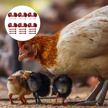 АНТИБОЕВЫЕ КУРИНЫЕ СТЕКЛА ПЕТУХ АНТИ