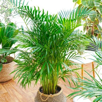 Areca Dypsis Lutescens - ŻYWY NAWILŻACZ -Areka Egotyczna Palma W Twoim Domu