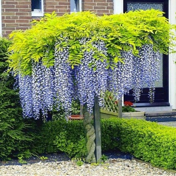 WISTERIA CAROLINA (GLICYNIA)- NAJWIĘKSZE KWIATY W ŚWIECIE ROŚLIN sadz. 40cm