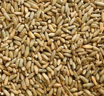 Żyto 1 kg CZYSTE ZIARNO PLON 2023